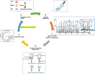 Distinguishing Benign and Malignant Thyroid Nodules and Identifying Lymph Node Metastasis in Papillary Thyroid Cancer by Plasma N-Glycomics